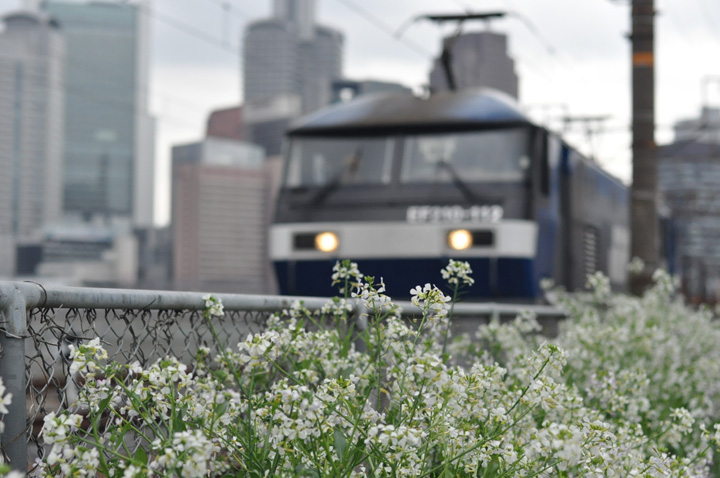 大根の花