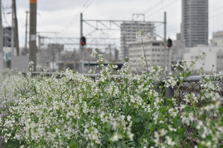 大根の花