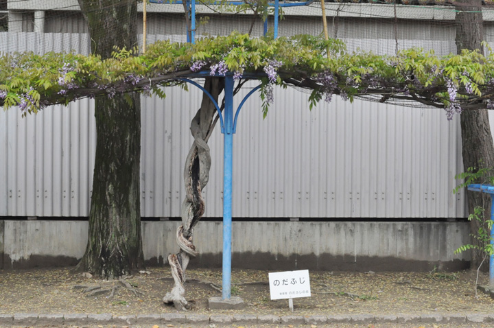 巻き方がわかりやすい下福島公園のノダフジの木