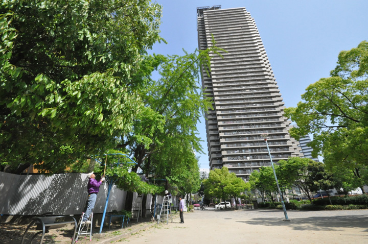 タワーマンションと藤棚の手入れ